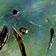Abalone
