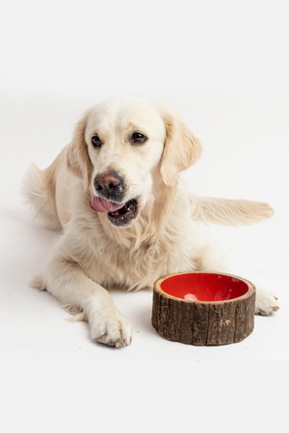Silver Paw Farmhouse Dog Bowl at Free People in Red