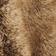 Brown Fox