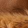 Chestnut