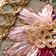 Gold / Tigers Eye