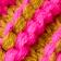 Dried Palm / Hot Pink