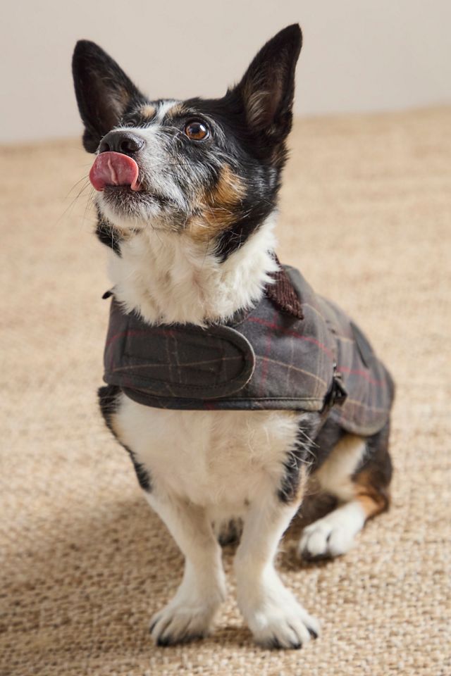 Barbour Wax Dog Coat #4