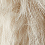 Ivory Multi
