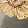 White Strawflower