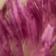 Pink Strawflower