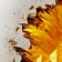 Yellow Strawflower