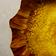 Orange Strawflower