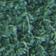 Marine Green / Varsity Green