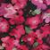Mini Floral