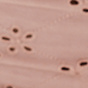 Rose Dust
