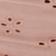 Rose Dust