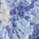 Cornflower