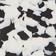 Black & White Tortoise