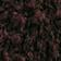 Chocolate Plum