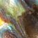 Abalone