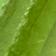 August Peridot
