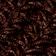 Coconut Shell