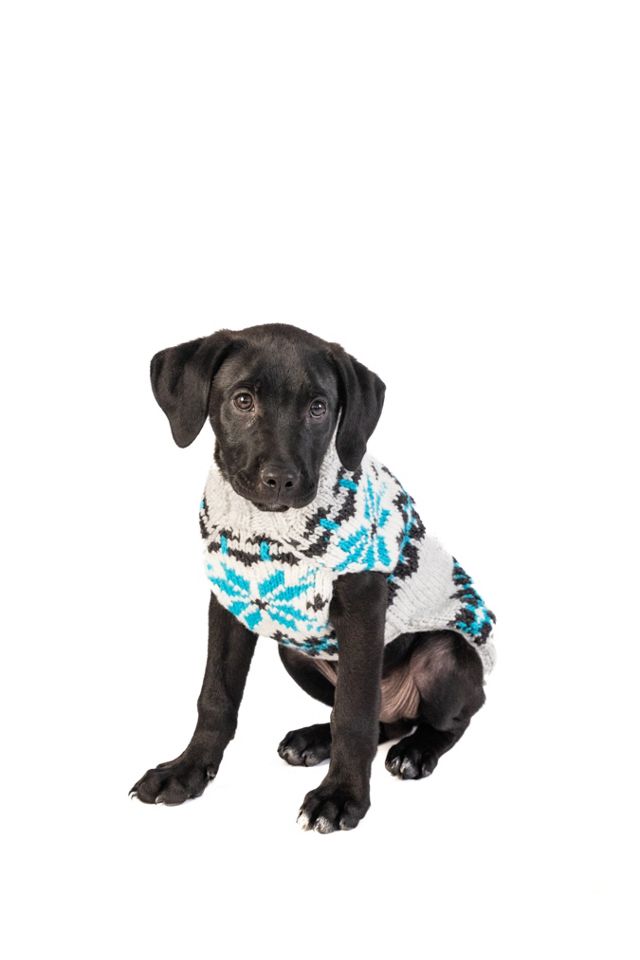Chilly Dog Frost Dog Sweater #3