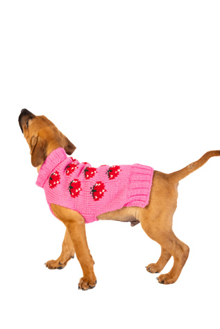 Chilly Dog Strawberry Dog Sweater at Free People in Pink, Size: XS