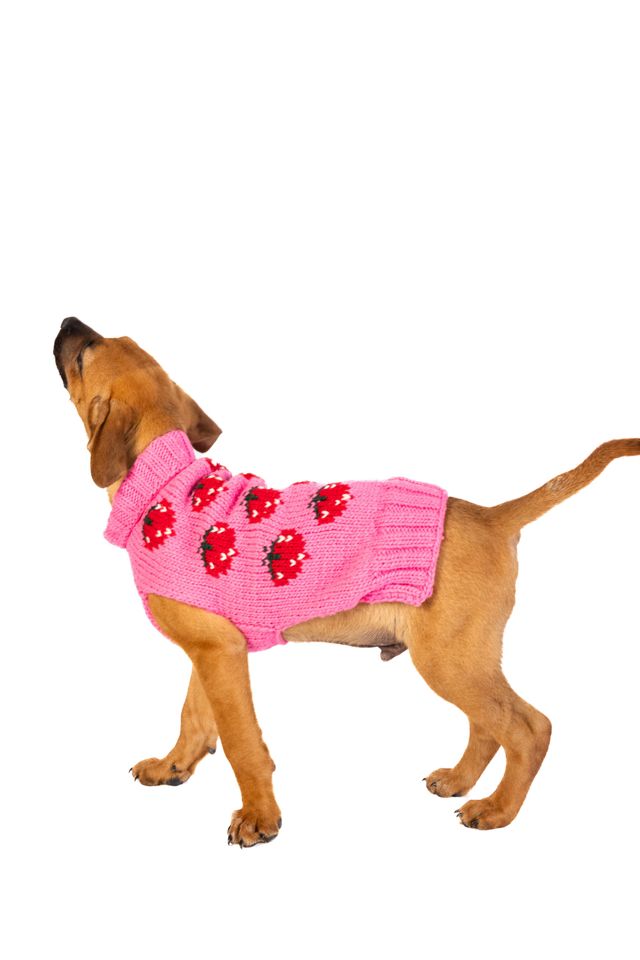 Chilly Dog Strawberry Dog Sweater #2