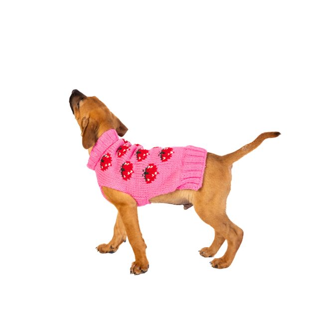 Chilly Dog Strawberry Dog Sweater #4