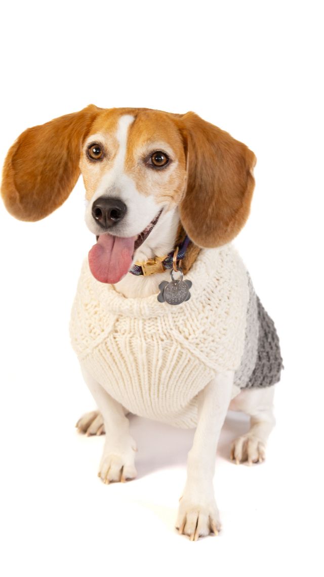 Chilly Dog Color Block Cable Dog Sweater #2