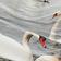 Swan Print