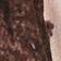 Coconut Shell