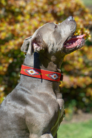 Sambboho Vogue Dog Collar at Free People in Red, Size: XL