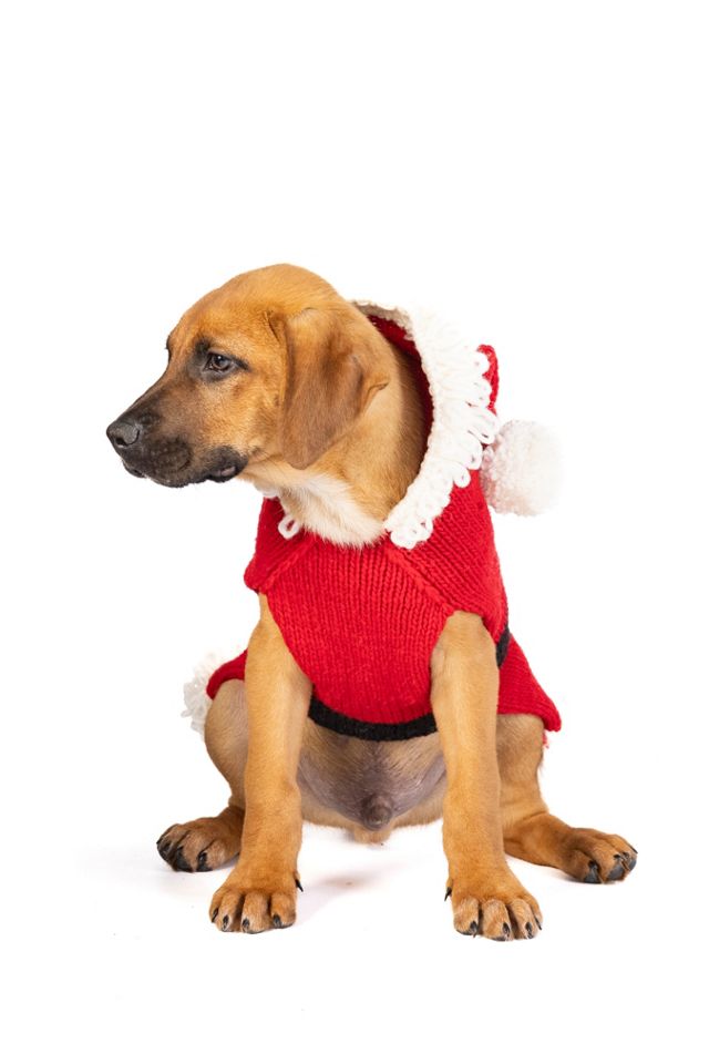 Chilly Dog Santa Dog Sweater #1