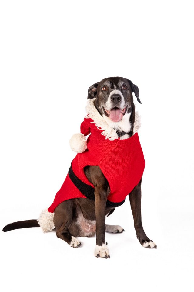 Chilly Dog Santa Dog Sweater #3