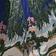 Palm Court Combo