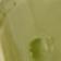 Pear Green