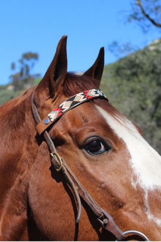 Sambboho Phoenix Horse Browband