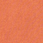 Fresh Coral