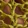 Moss Stone