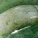 Green Aventurine