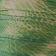 Green Snake