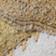 Mustard Seed
