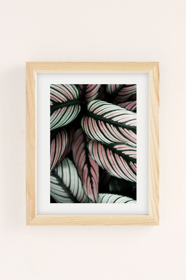 Ingrid Beddoes Photography Calathea Whitestar Leaves Art Print #1