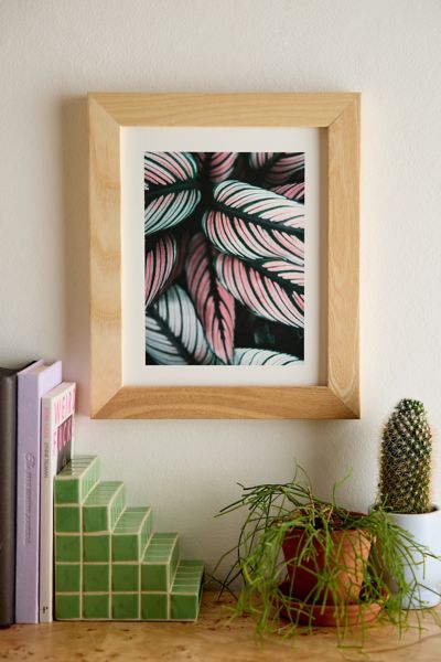 Ingrid Beddoes Photography Calathea Whitestar Leaves Art Print