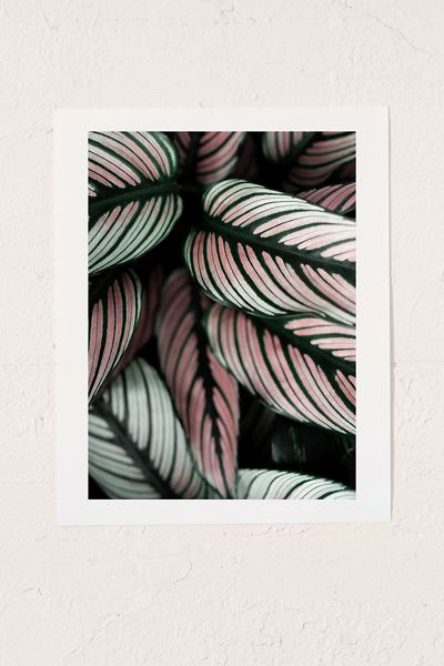 Ingrid Beddoes Photography Calathea Whitestar Leaves Art Print