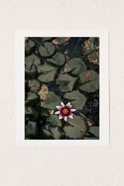 Ingrid Beddoes Photography Lily Pond Art Print