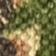 Green Pattern