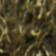Cargo Khaki/Velvet Brown-