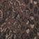 Brown Snake