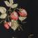 Botanical Floral