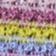 Rainbow Stripe