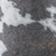 Cow Print